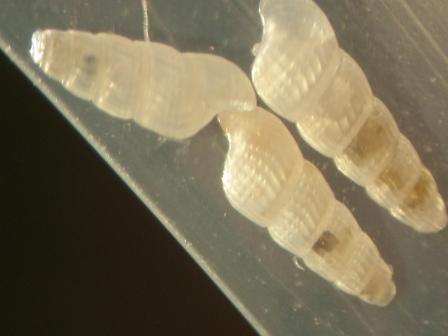 Chrysallida indistincta ?